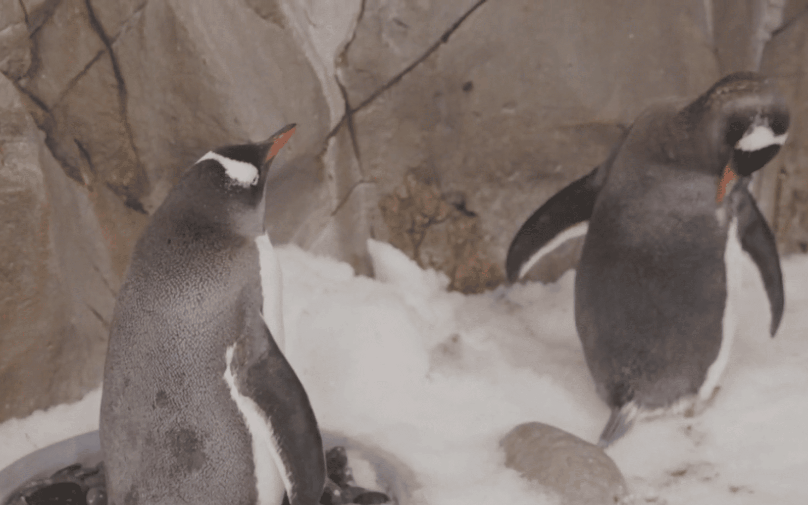 Gay penguin couple's will-they-won't-they relationship takes dramatic new twist