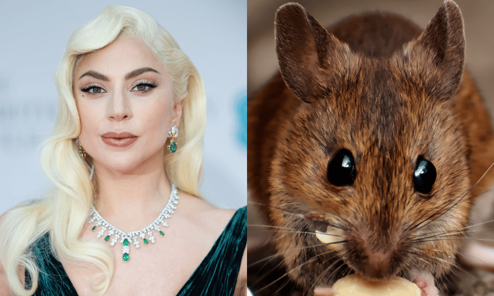 Rats love dancing to Lady Gaga's gayest hit, according to science