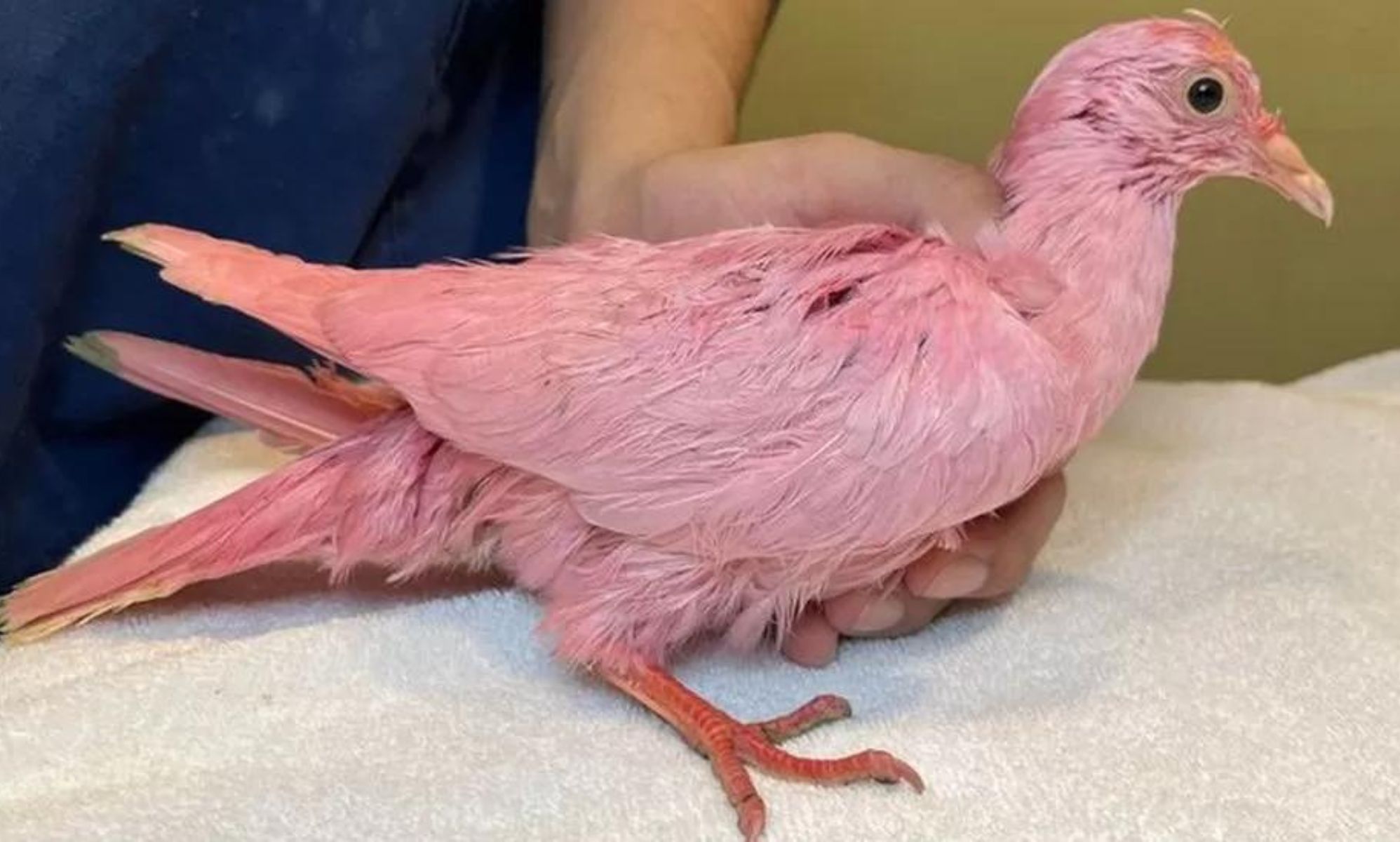 A pigeon dyed pink