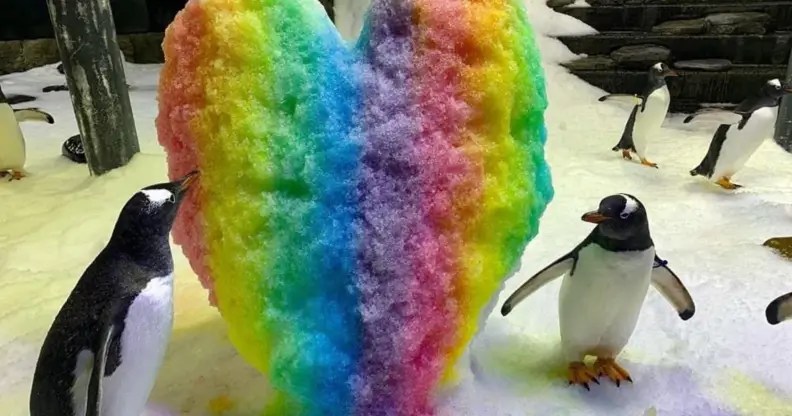 Australian politician rages at gay penguins, claiming they are 'indoctrinating children'