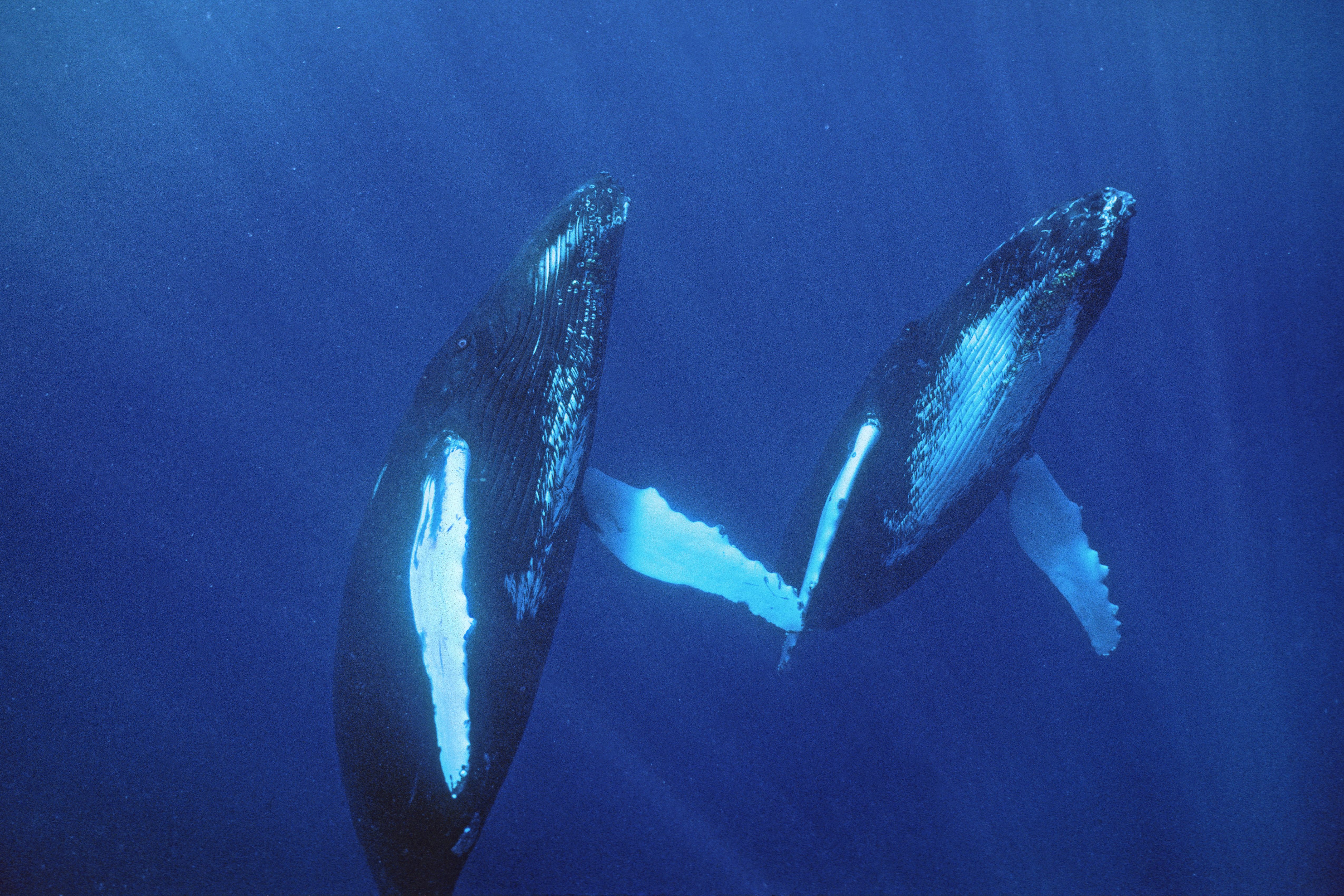 The first ever photos of humpback whales having sex have been taken – and it was a hot gay romp