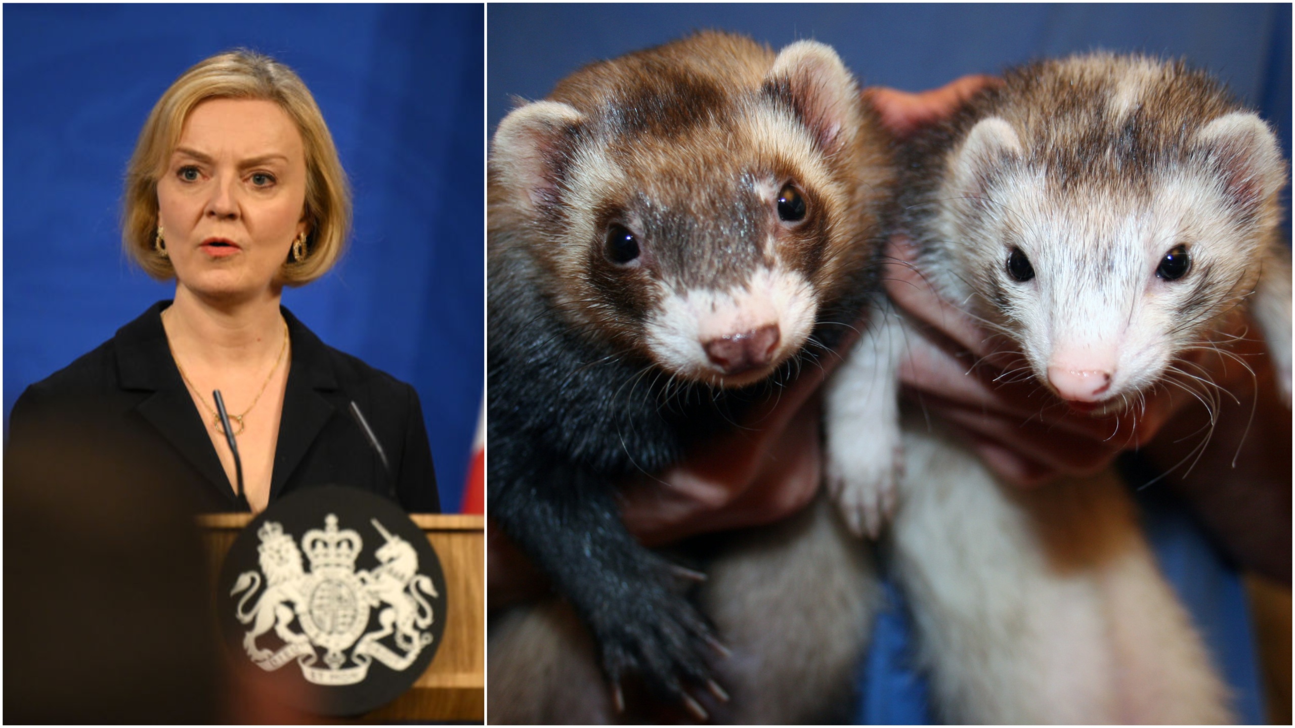 Liz Truss's bid to ban trans women from sports runs out of time after MPs discuss ferrets instead