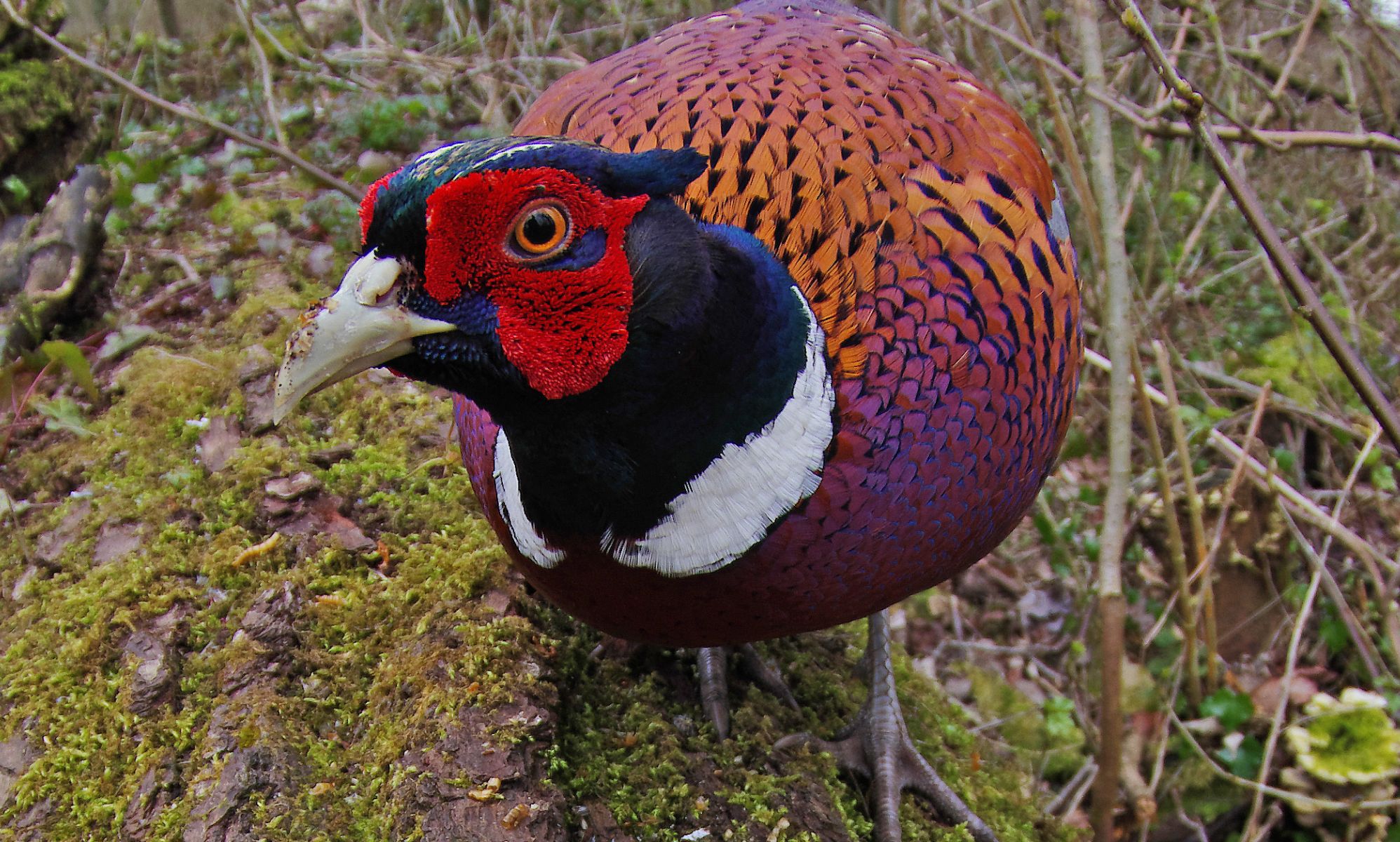 Pheasants are 'queer' and can 'change sex', says museum