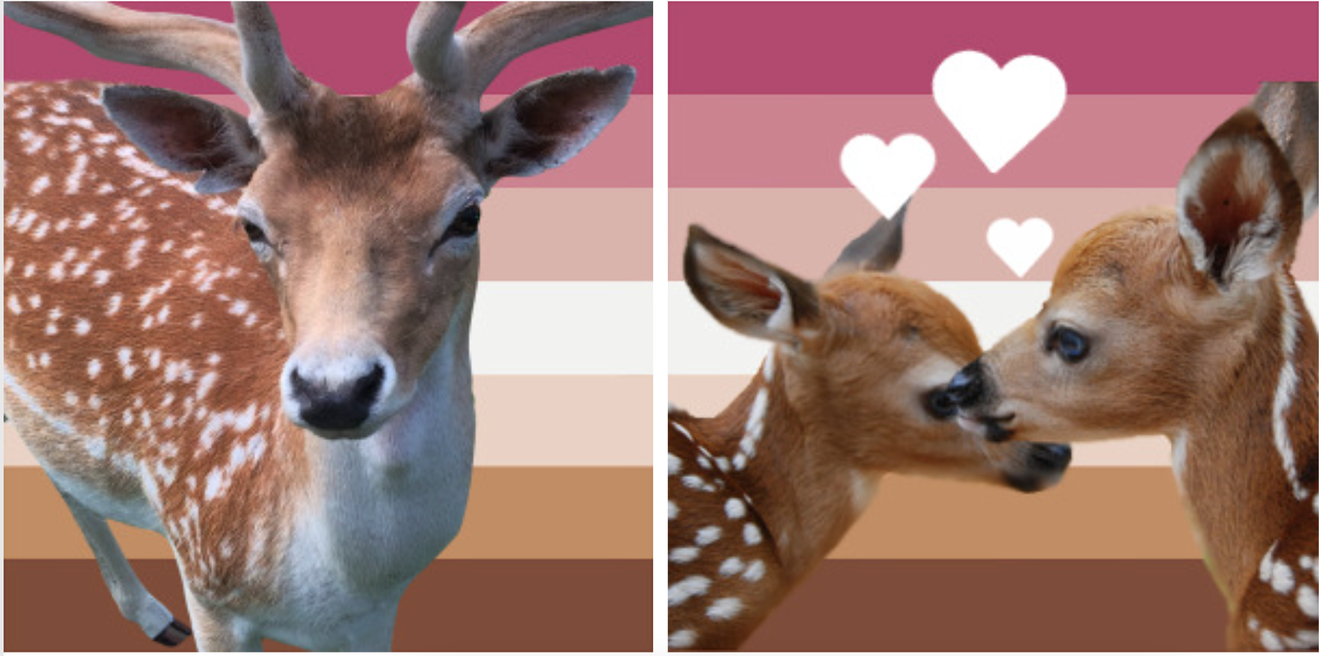 What is a 'Bambi lesbian' and how is the term related to asexuality?