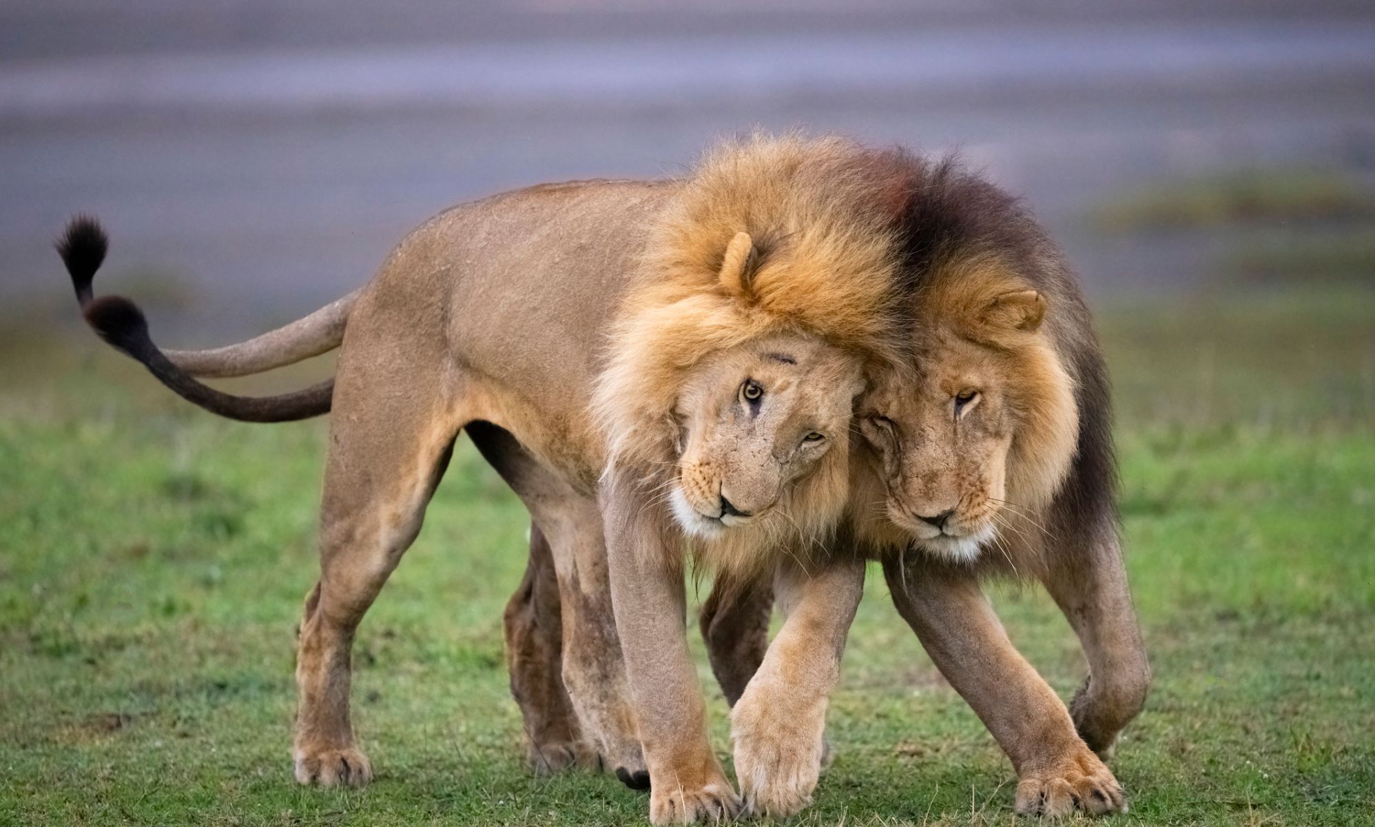 Queer animal documentary featuring bisexual lions accused of pushing a 'satanic gay agenda'