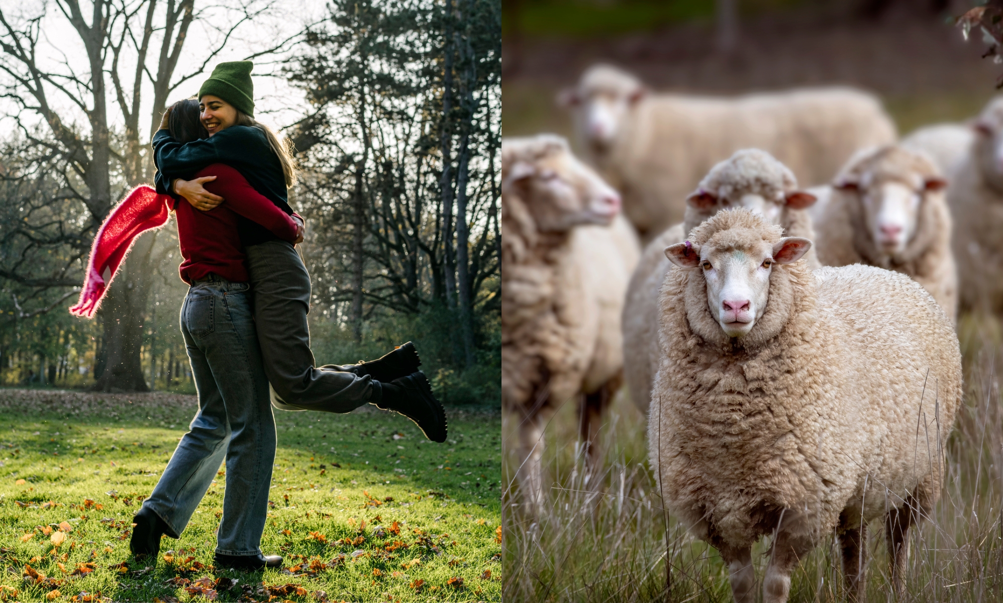 What is' lesbian sheep syndrome', and is there actually any science behind it?