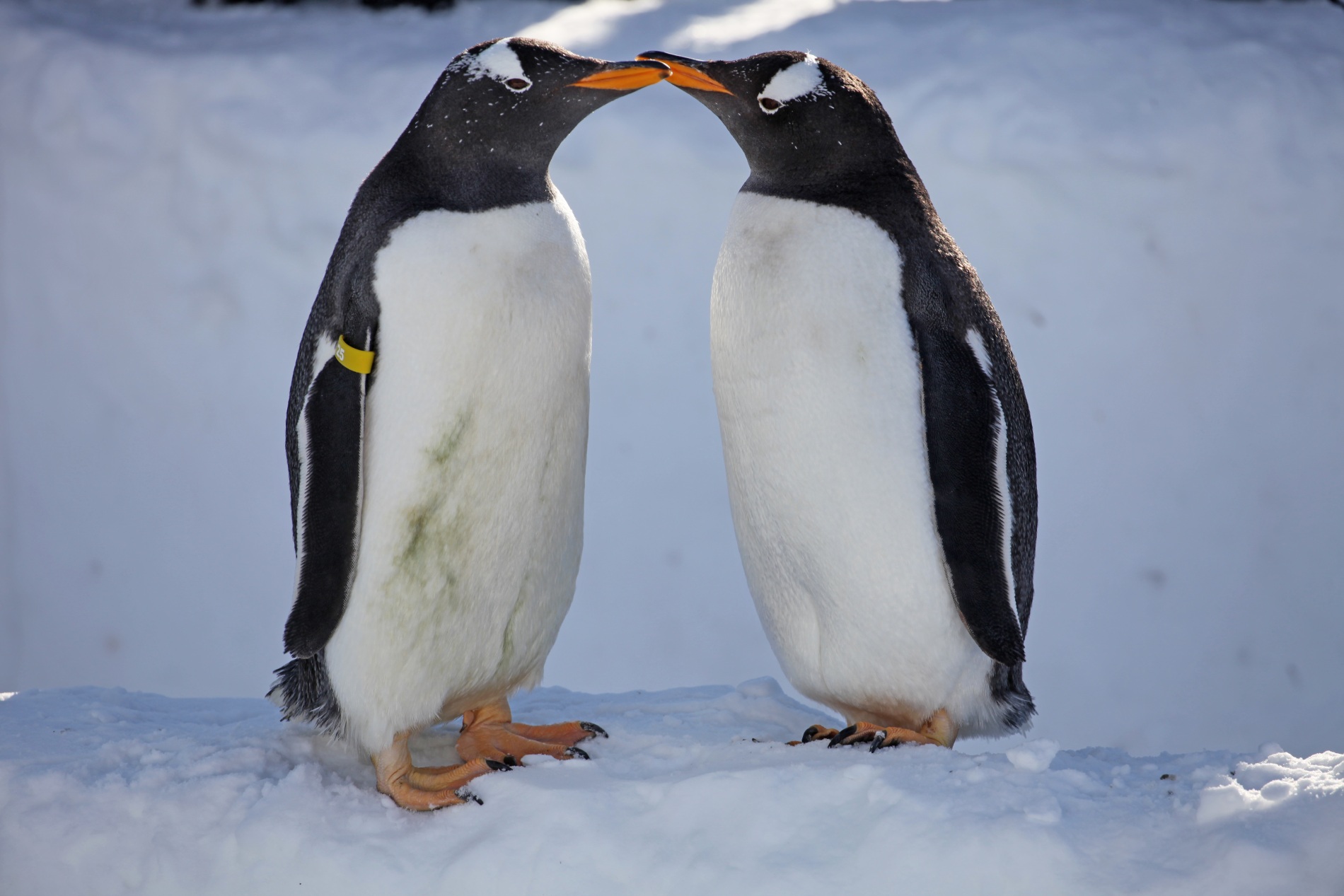 gentoo penguins