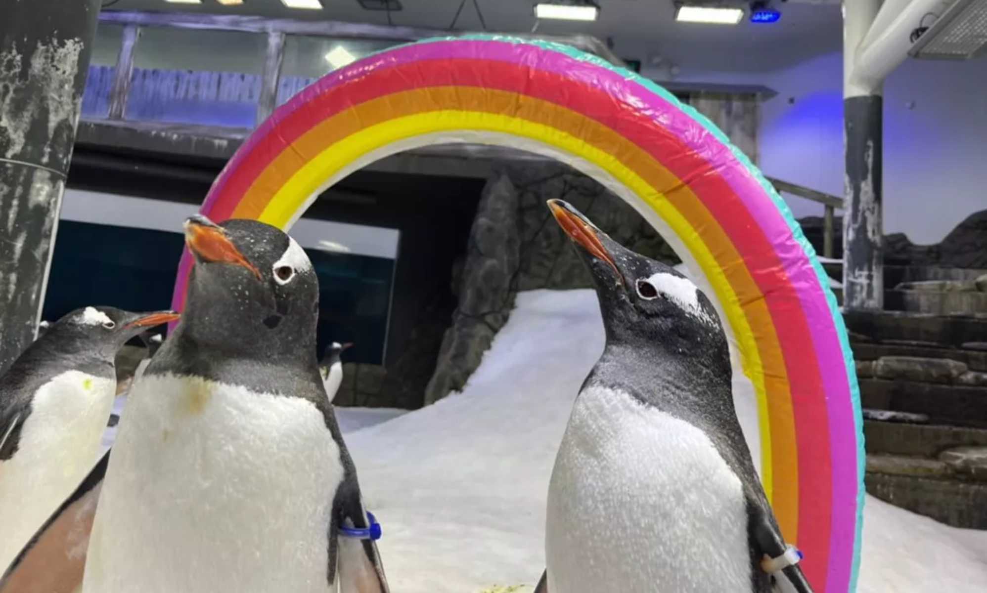 One half of world-famous gay penguin couple dies aged 11