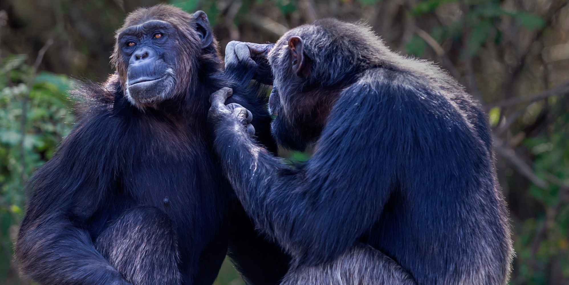 Can animals be gay? Experts discover many primate species can be