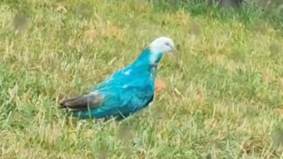 Is this a 'gender reveal pigeon'? Mystery blue bird baffles local residents