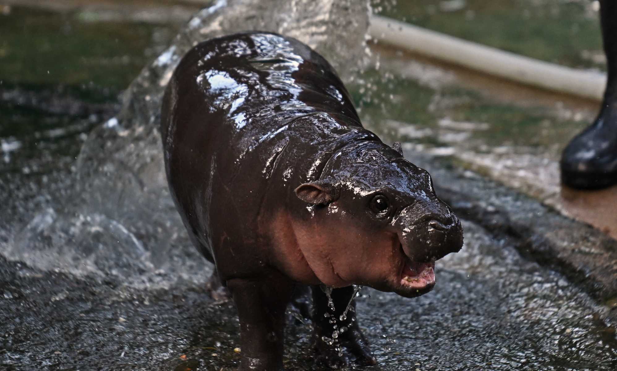 The internet’s favourite pygmy hippo Moo Deng gets her own 24/7 livestream
