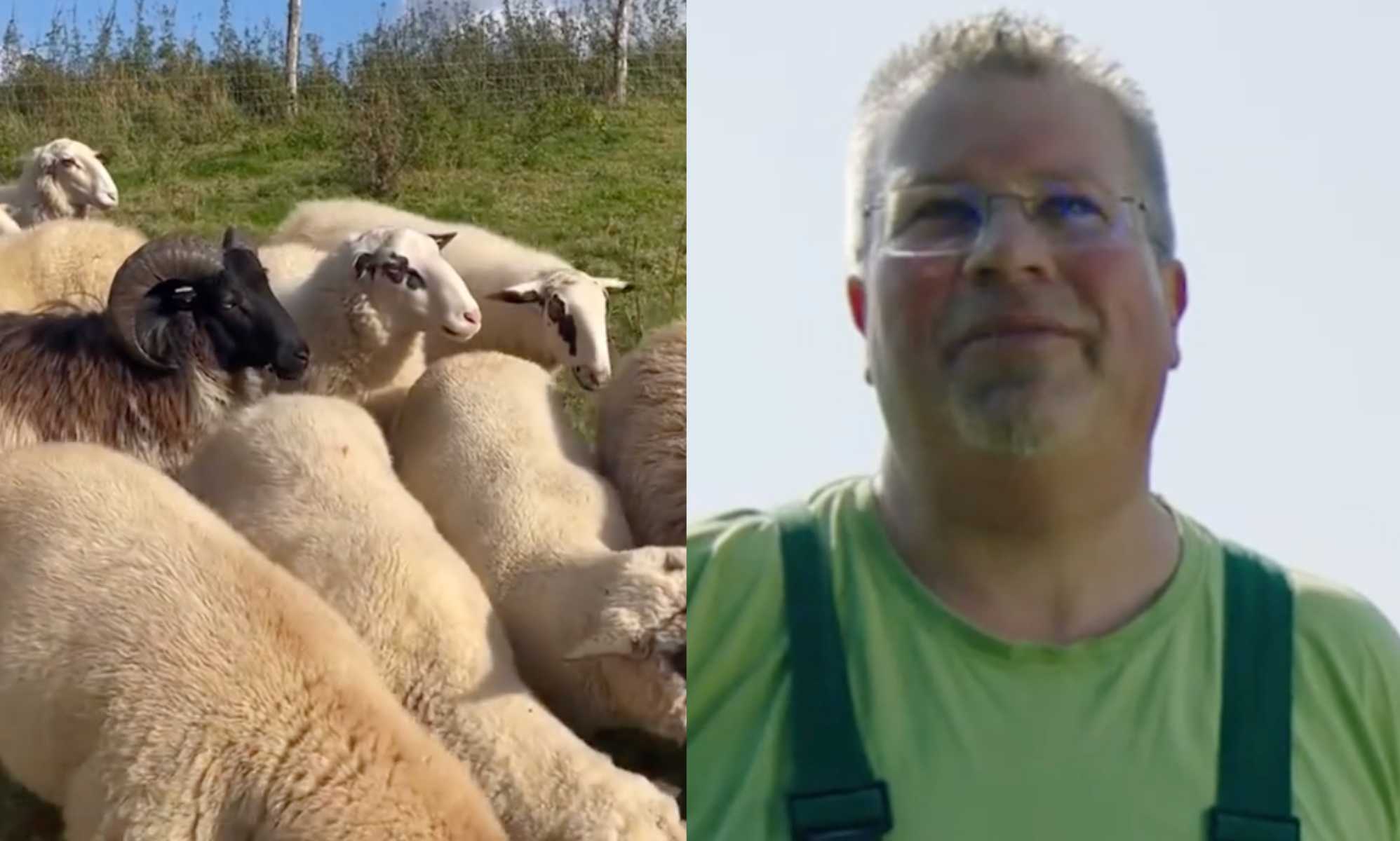 Gay farmer raises world's first flock of gay sheep he saved from the slaughterhouse