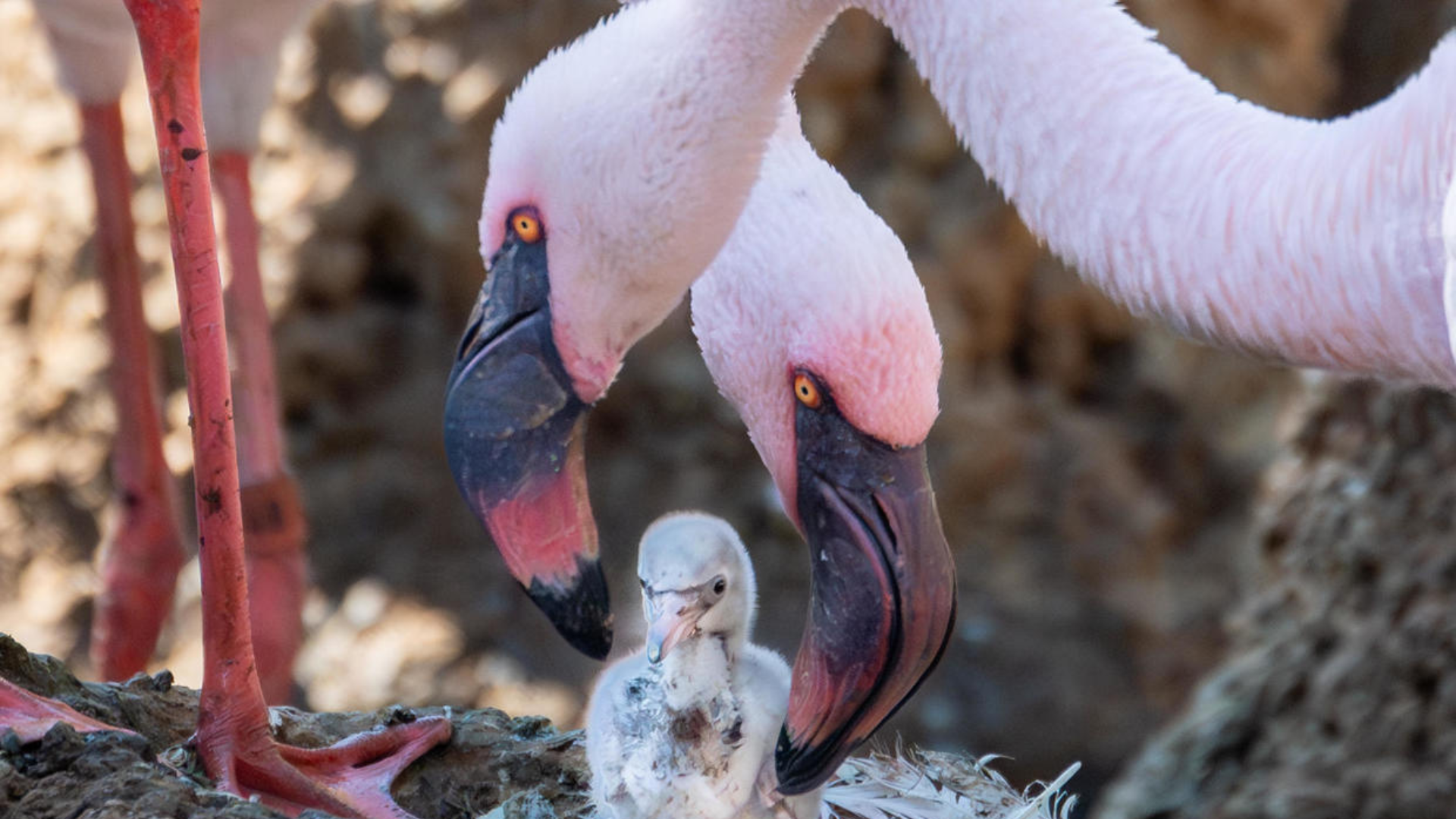 Gay flamingo dads raise adopted chick after successfully hatching egg at San Diego Zoo Safari Park