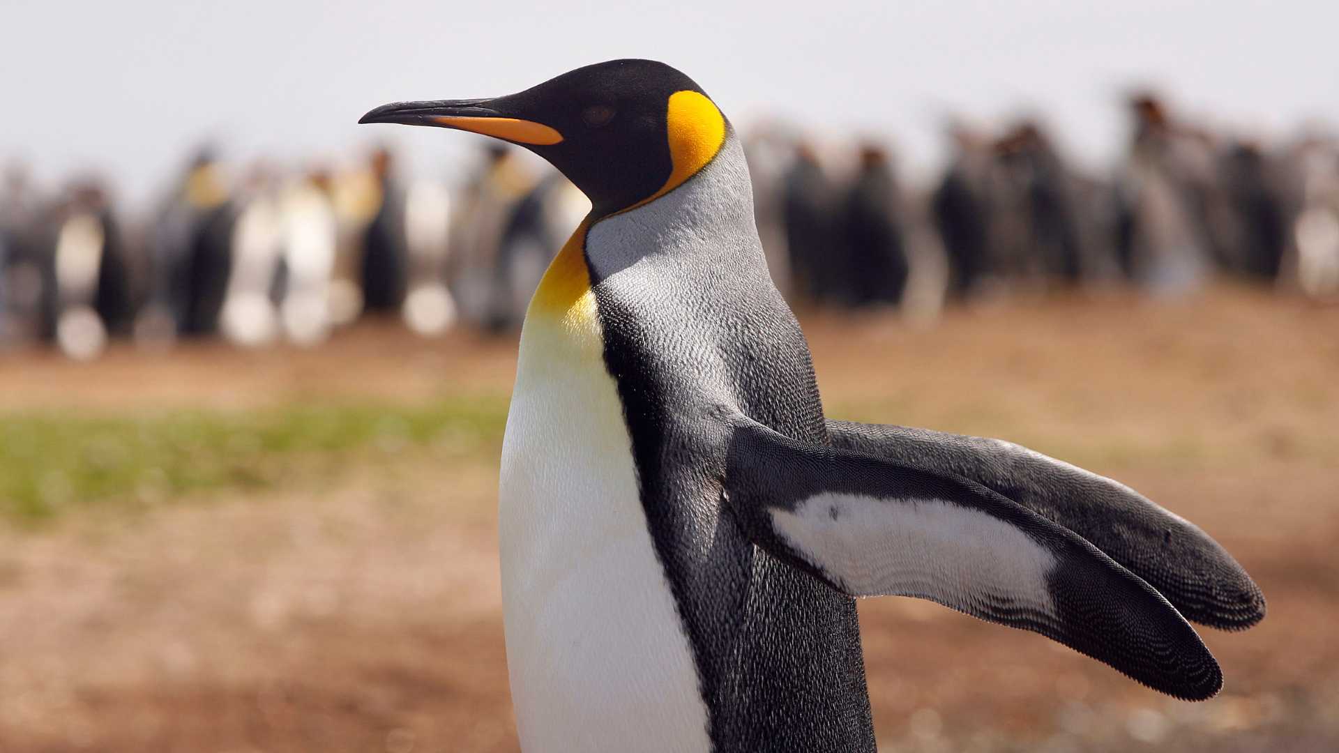 Female penguin renamed after park staff discover she's in fact a gay male