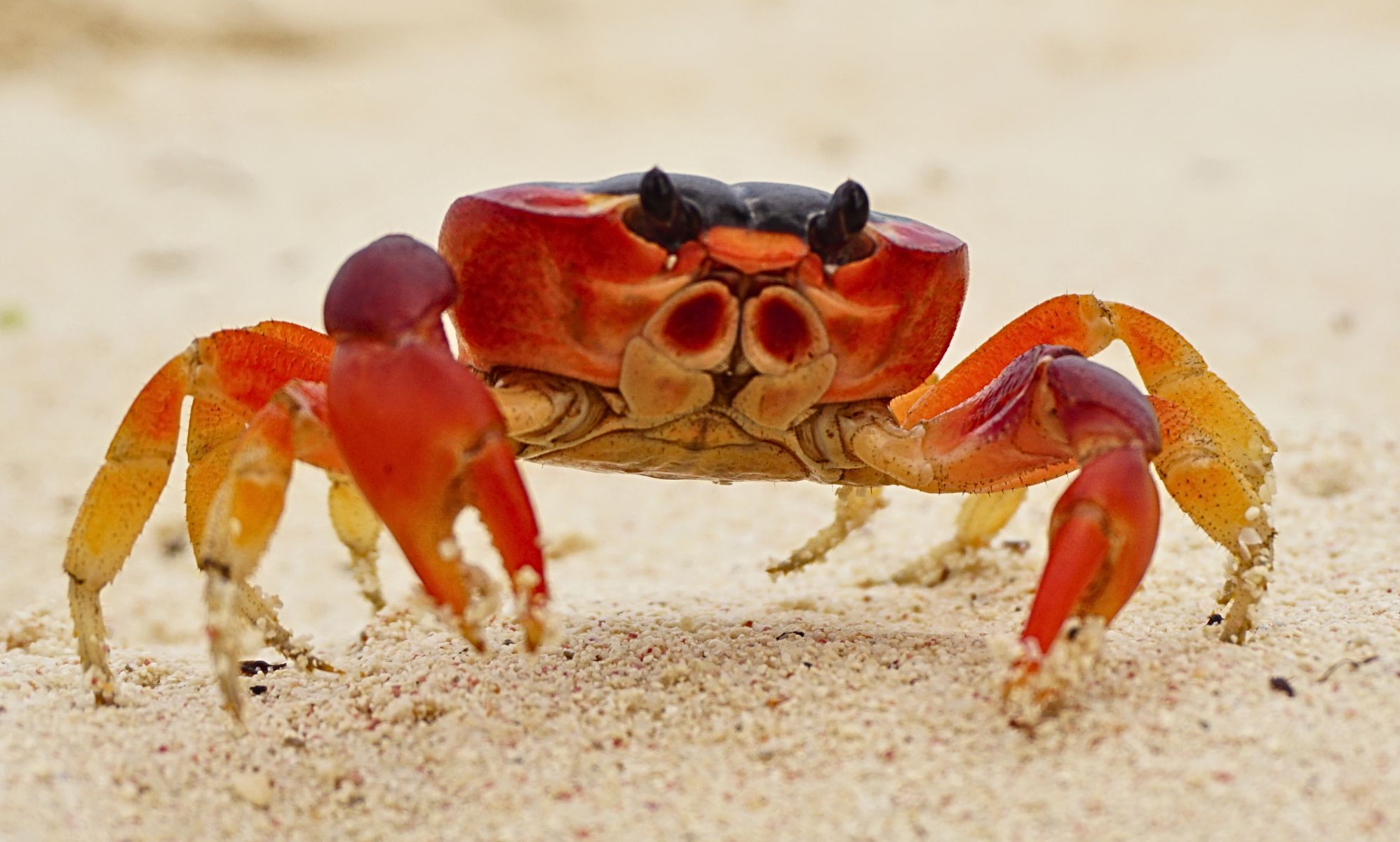 Crab Museum comes out swinging for trans people after Supreme Court ruling: 'Not how biology works'