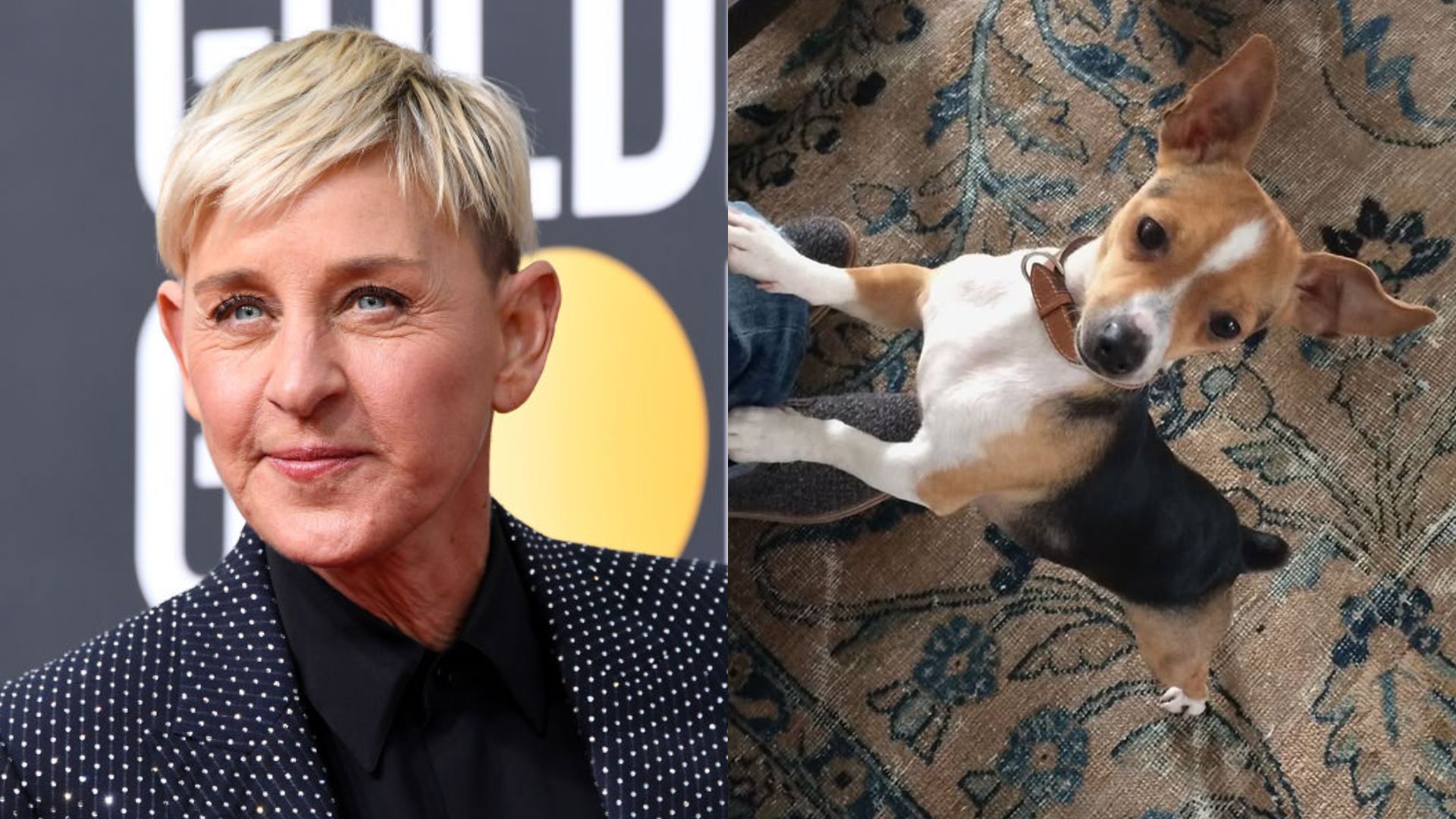 Ellen DeGeneres announces truly tragic loss on social media: 'He will be missed'