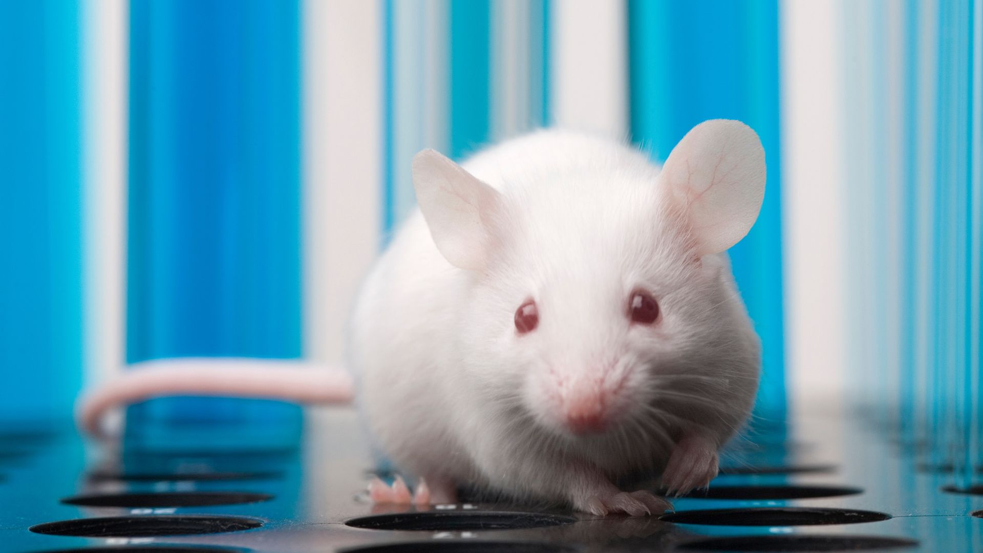 Mice with two biological fathers have their own offspring for the first time