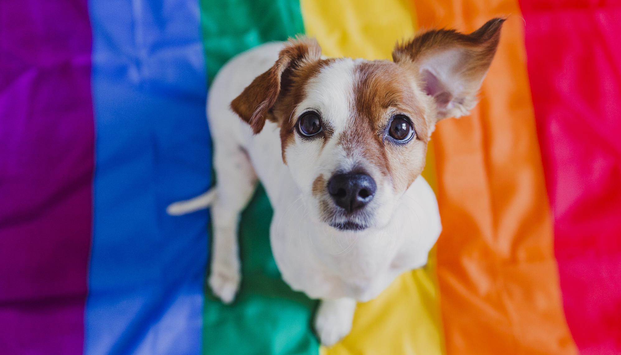 Petgevity's inclusive pet insurance means no one is an underdog