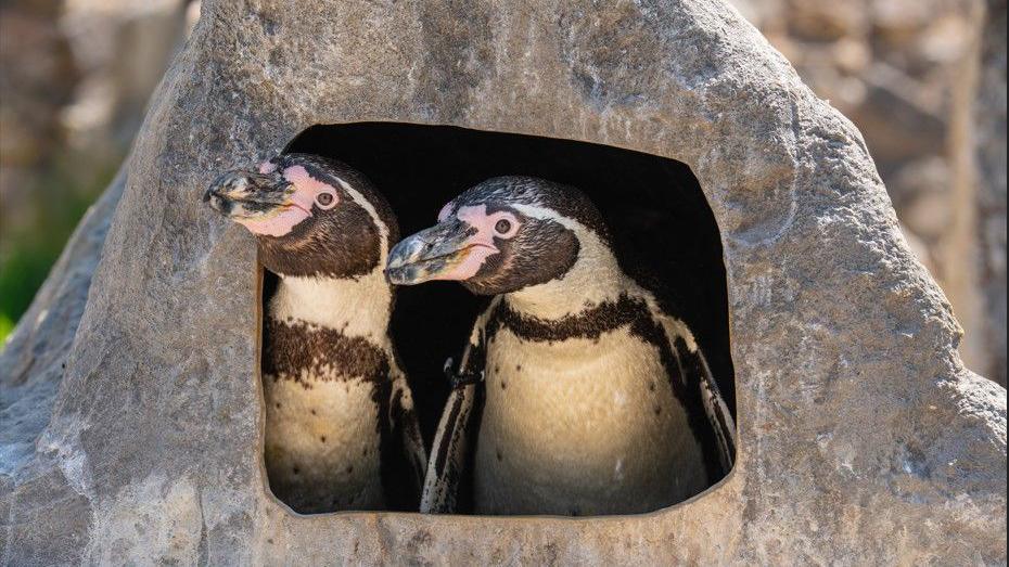 Celebrations galore as famous gay penguins Scampi and Flounder hatch a chick together