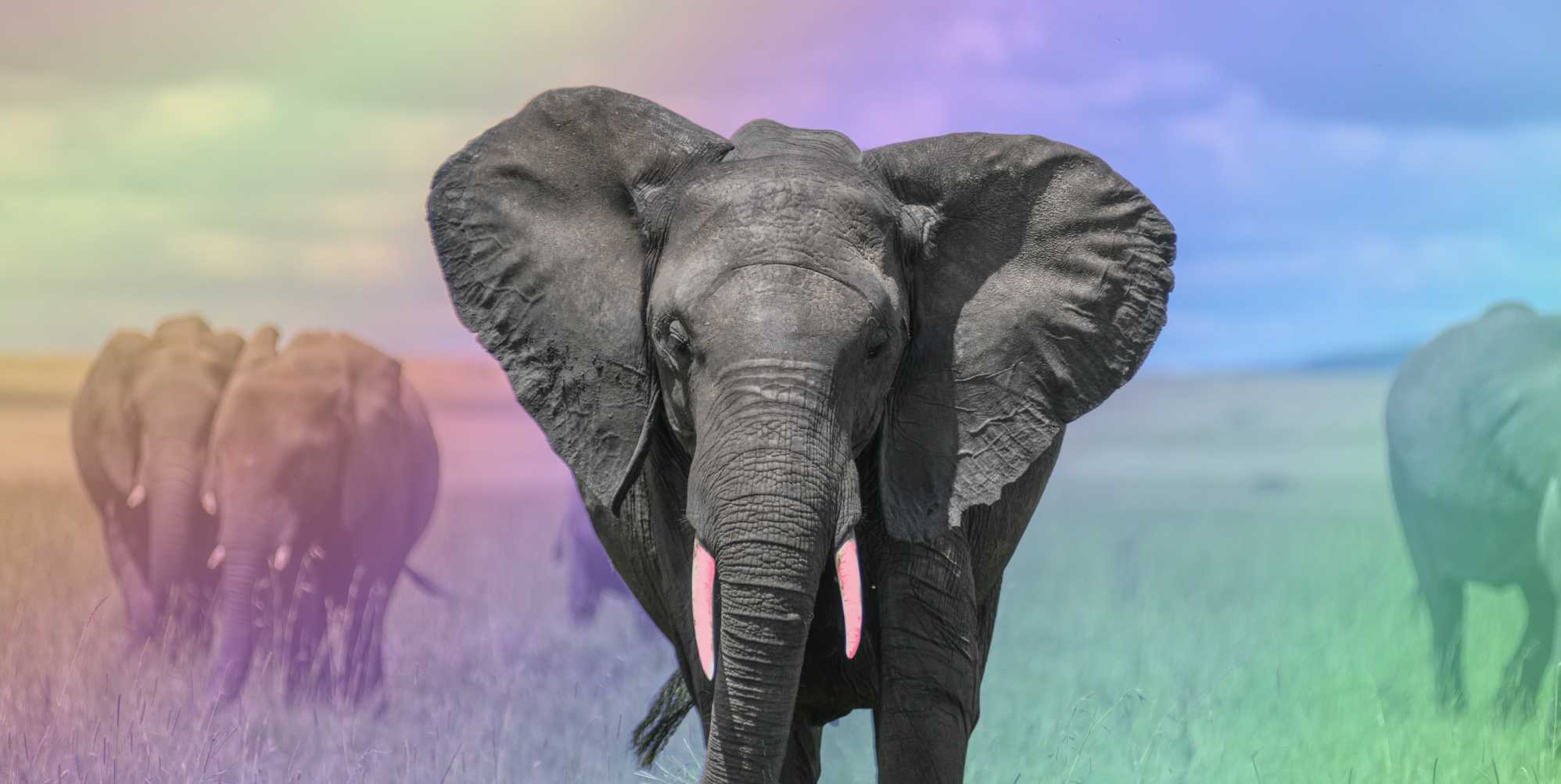 Gay elephants observed 'engaging in same-sex bonding' in Sri Lanka