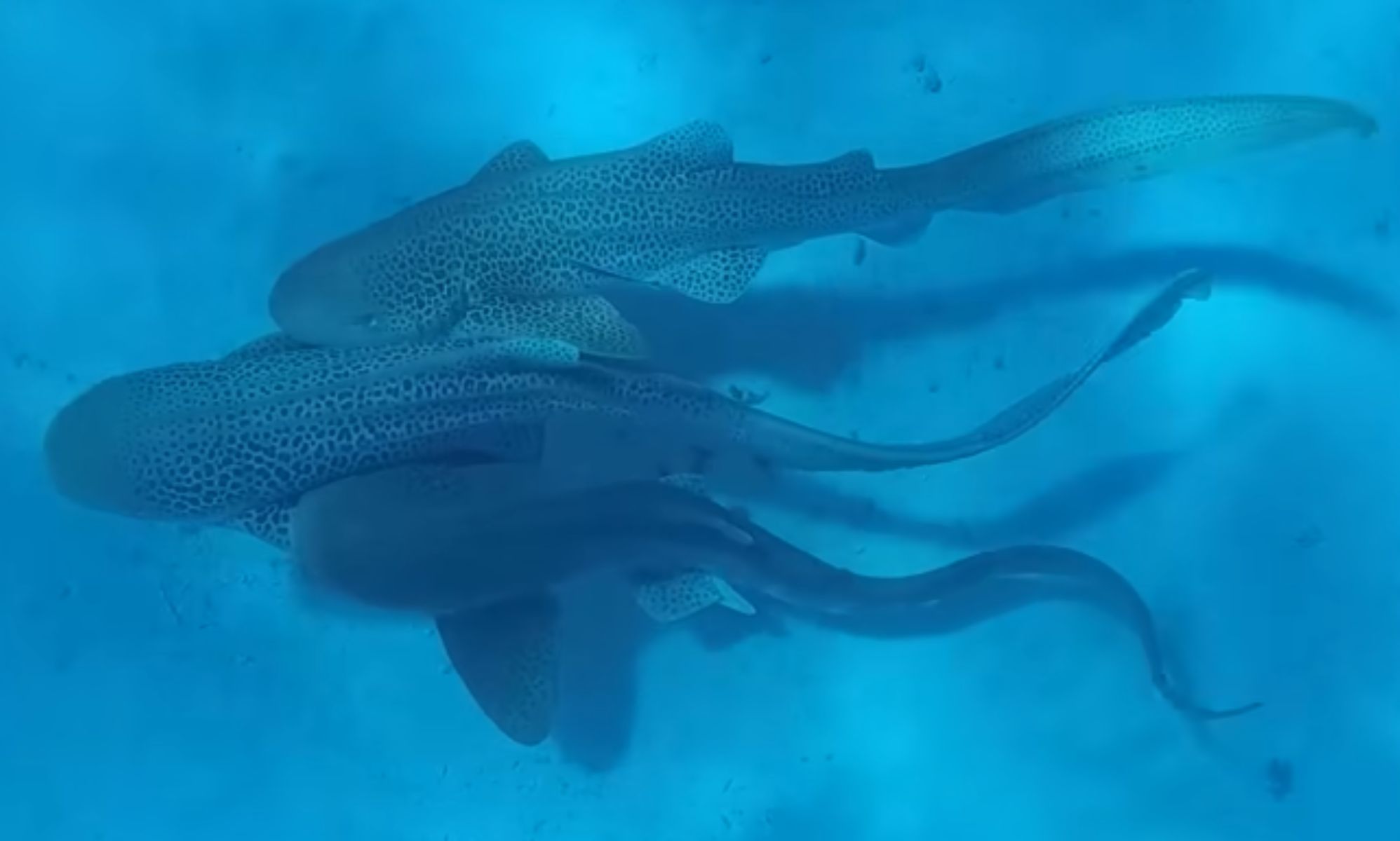 Marine biology history made as leopard sharks filmed having a MMF 'threesome'
