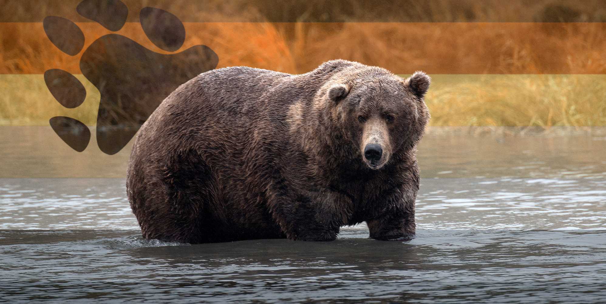National Park Service's 'Fat Bear Week' sends the gays spiralling: 'Where the bears at'
