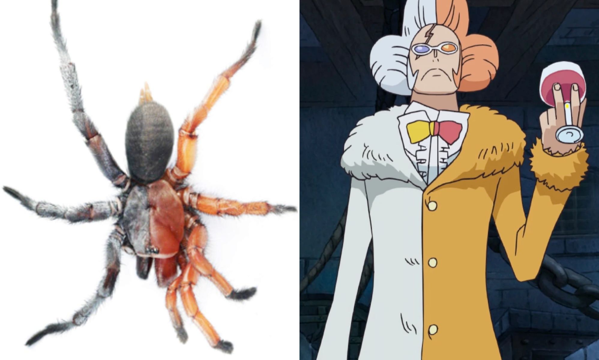 A split image of a Damarchus Inazuma and the character Inazuma from One Piece.