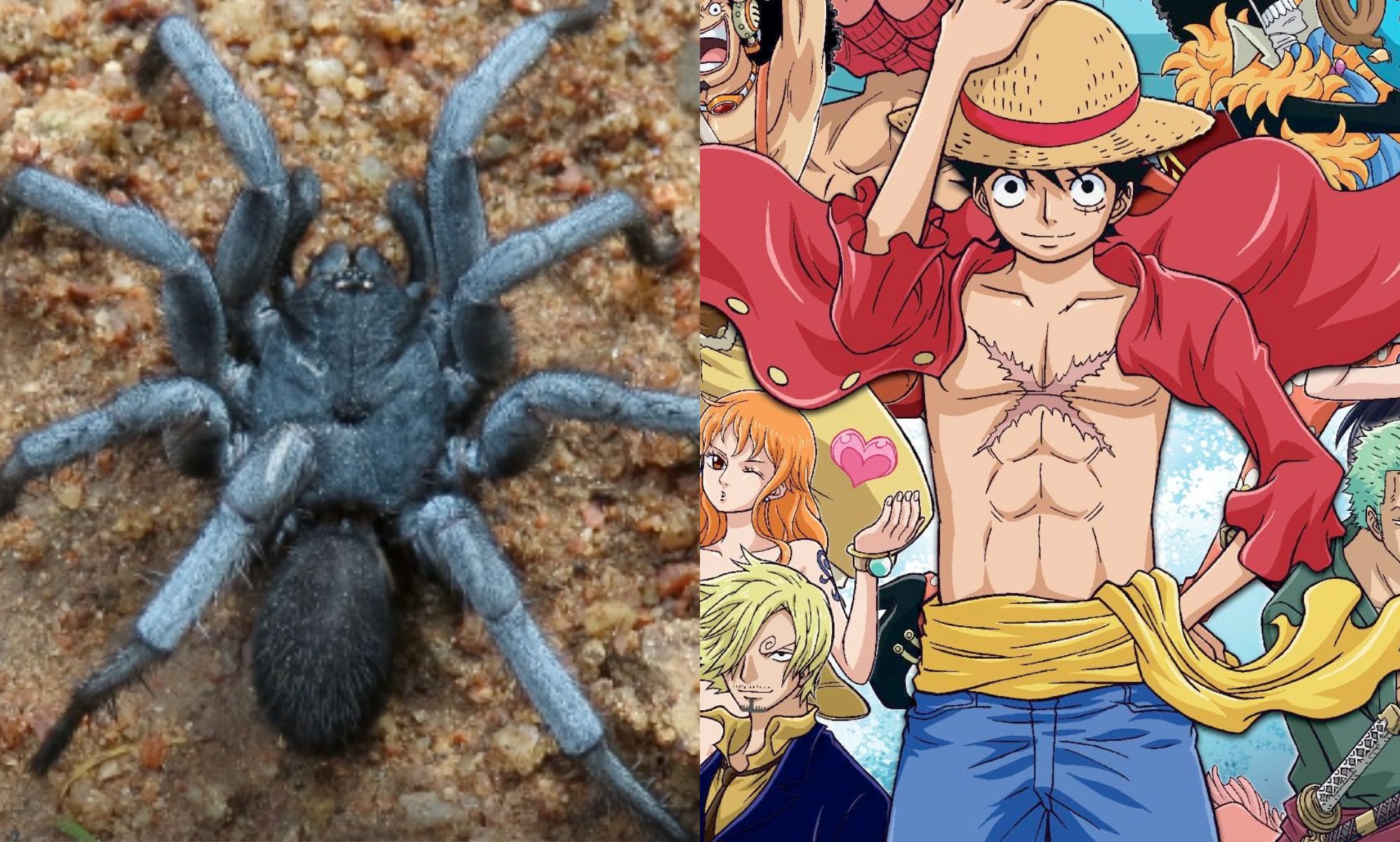 Intersex spider named after One Piece character
