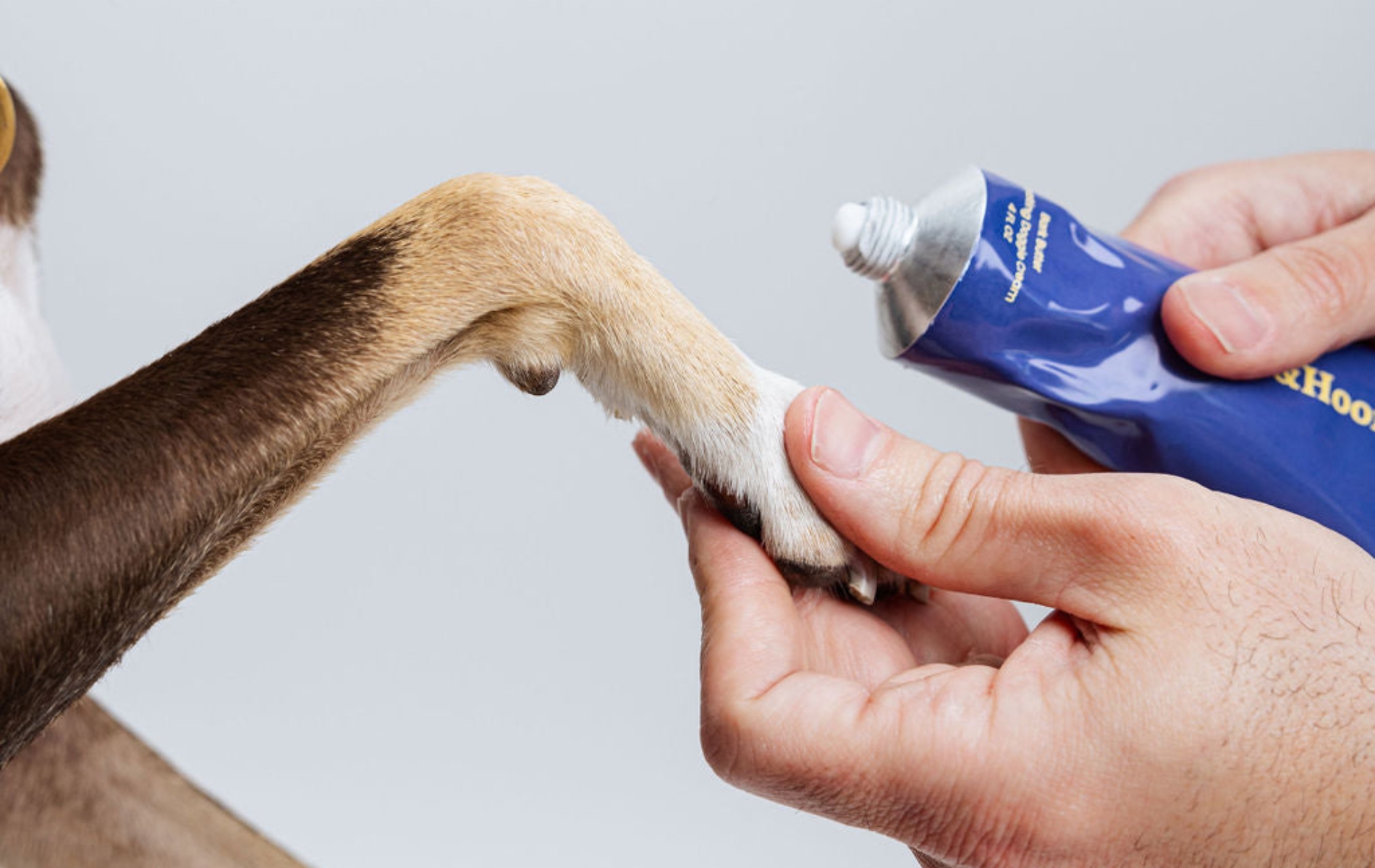 Cleo &amp; Hooman cream being applied to a brown dog paw