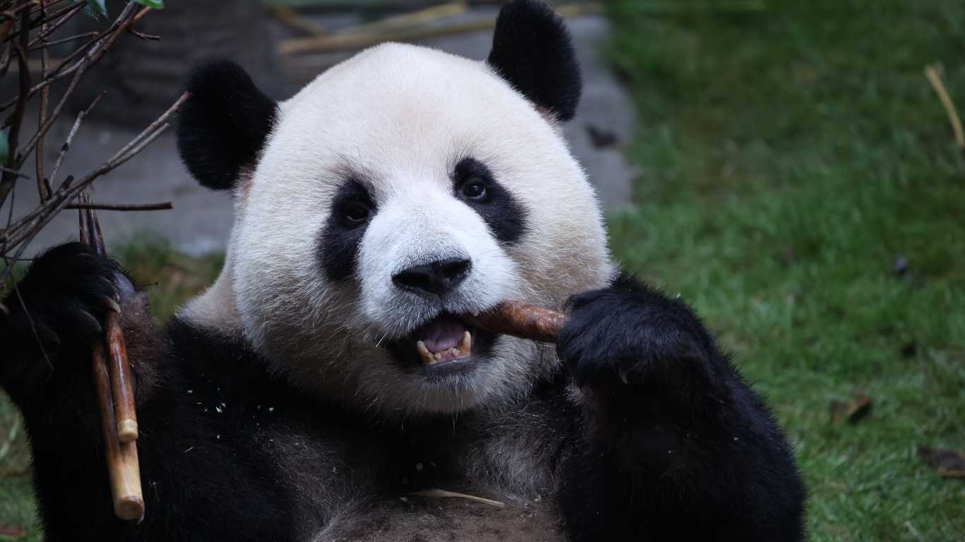 Were two men really detained for claiming two male pandas were gay?