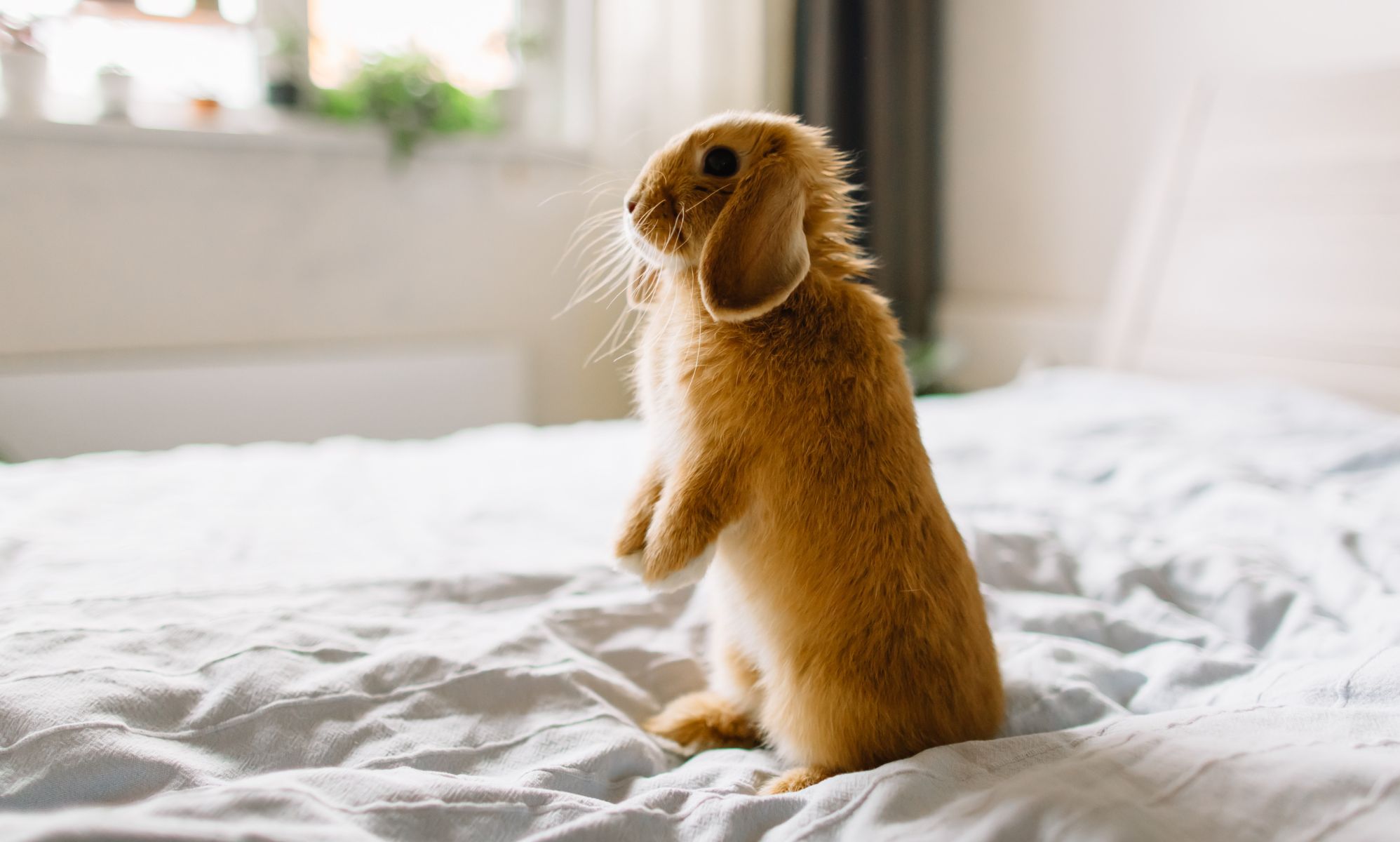 The internet is smitten with this adorable intersex rabbit